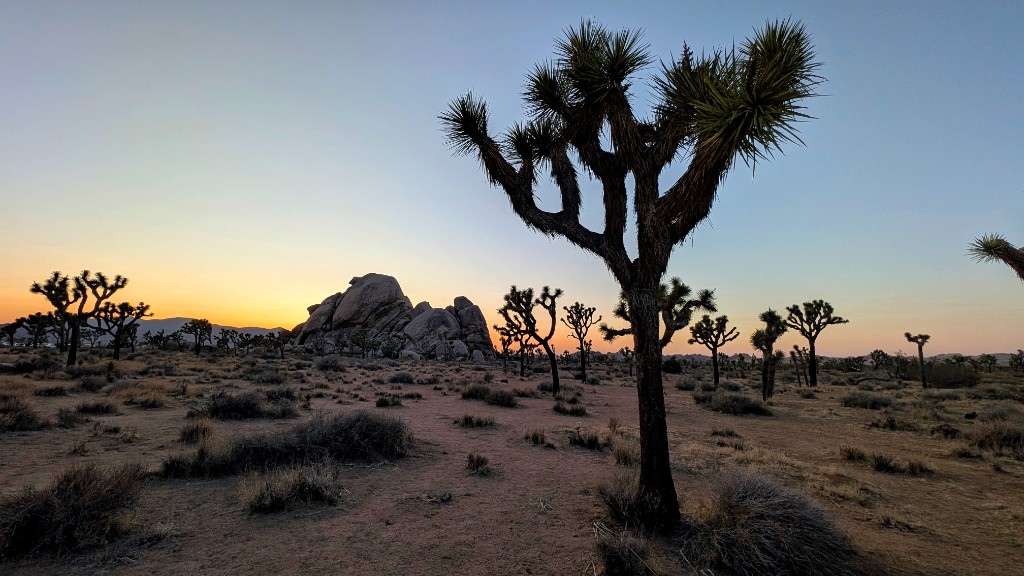 Joshua trees silhouetted against a sunset sky with granite boulders, Joshua Tree National Park